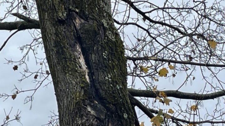 L'arbre de la rue Johnson