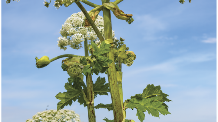 Prudence avec la Berce du Caucase