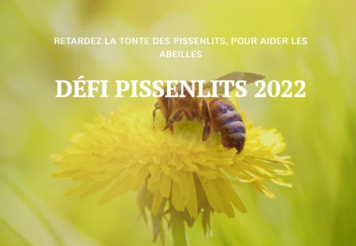 Défi pissenlits 2022