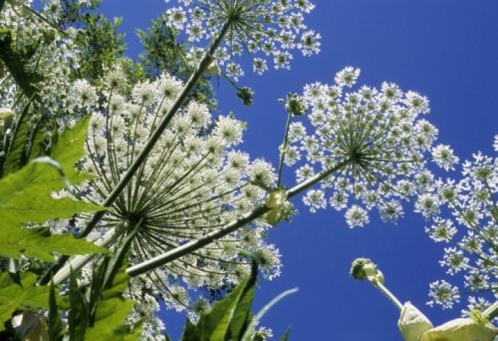 Plantes envahissantes, QUOI FAIRE ?