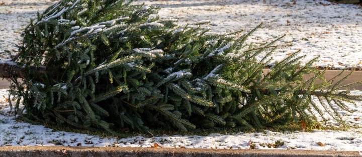 Fin de la collecte porte-à-porte pour les sapins