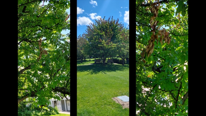 Prendre soin de ses arbres et ceux de la communauté