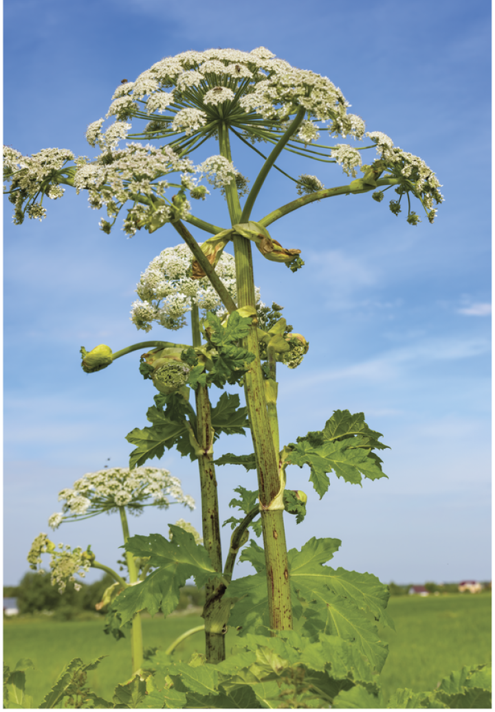 Prudence avec la Berce du Caucase