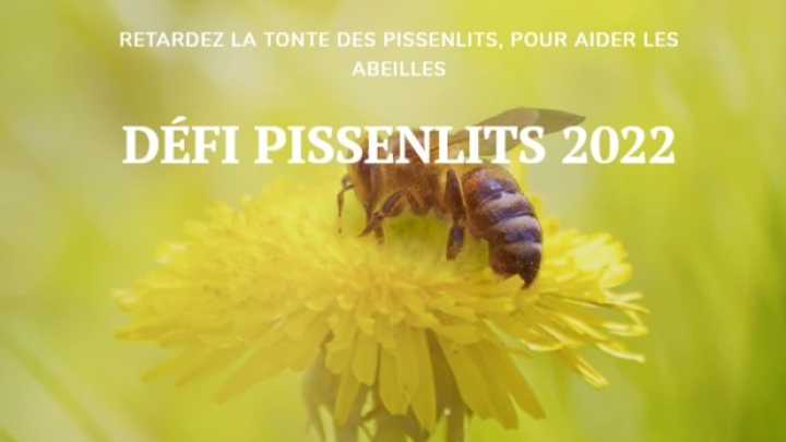 Défi pissenlits 2022