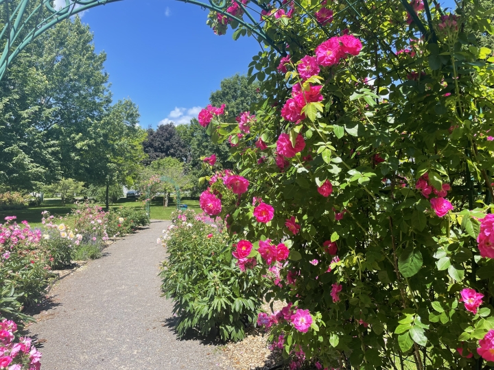 Faire fleurir notre communauté!