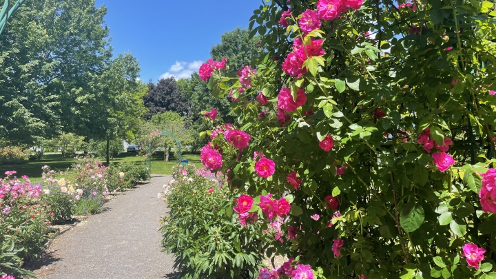 Faire fleurir notre communauté!