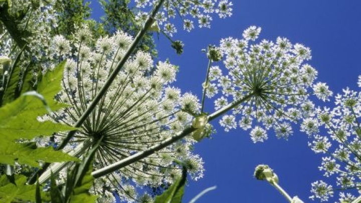 Plantes envahissantes, QUOI FAIRE ?