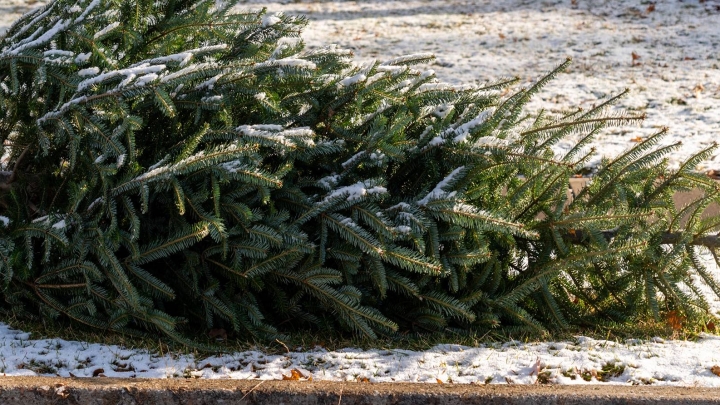 Fin de la collecte porte-à-porte pour les sapins